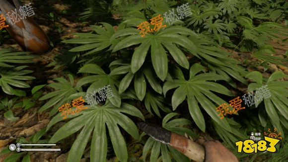 丛林地狱greenhell全植物图鉴汇总[多图]