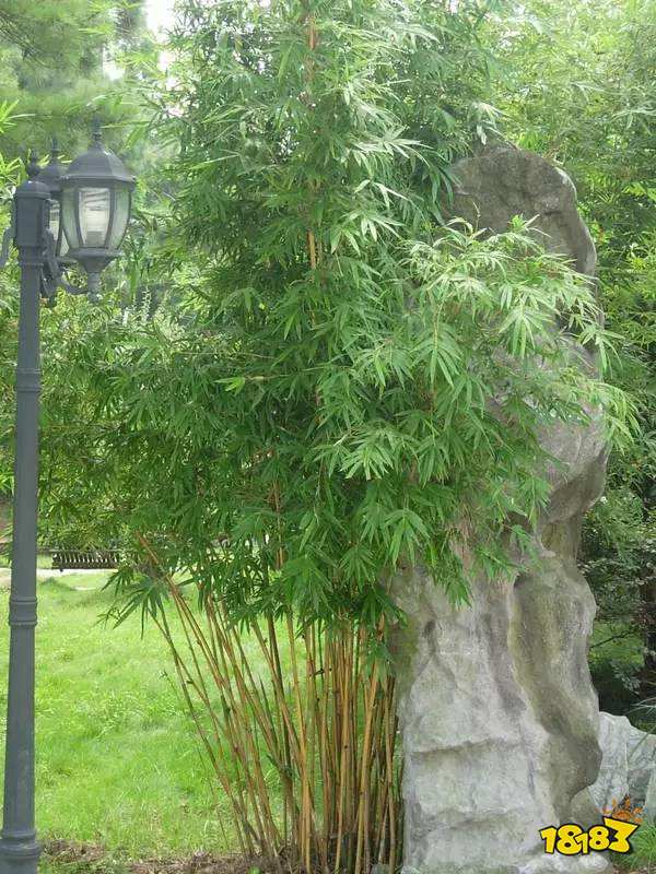 其实是草当然是树答案:其实是草竹子的种类很多,有些低矮如草,有些高