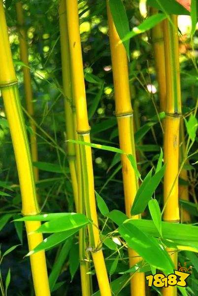 5月10号蚂蚁庄园小鸡宝宝问题大熊猫爱吃的竹子实际上是什么