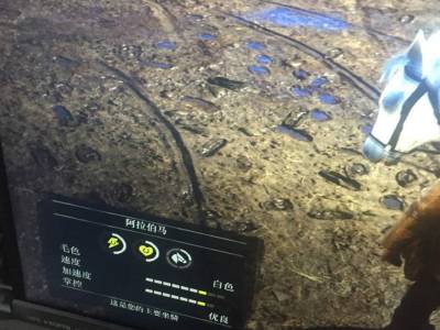 荒野大镖客2稀有马匹阿拉伯马位置介绍 稀有马怎么获取