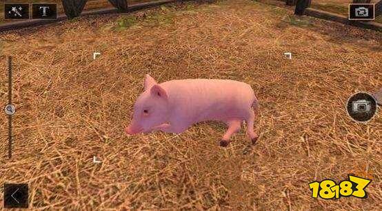 明日之后怎么养猪