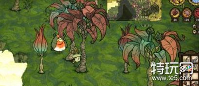 饥荒哈姆雷特怎么获得雨林木种子 饥荒哈姆雷特雨林木种子获取途径