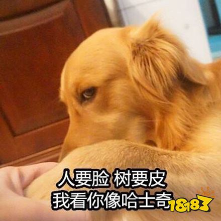 双标狗意思出处含义介绍