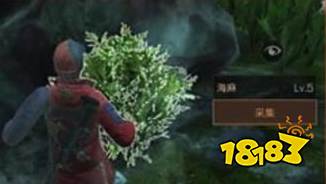 明日之后海麻叶获得方法