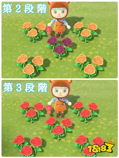 动物森友会怎种出蓝玫瑰