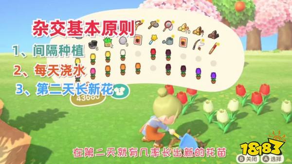 种植2,每天浇水3,第二天间隔处有几率长出新花苗郁金香原生郁金香有红