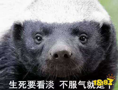 人称平头哥的动物是