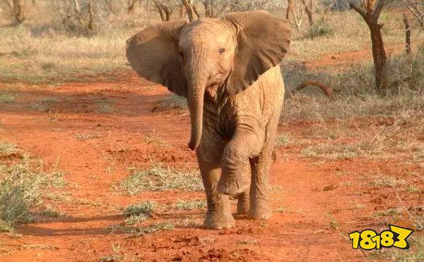 大象一般怀孕多久才能生下一个象宝宝 5月8日蚂蚁庄园课堂答案