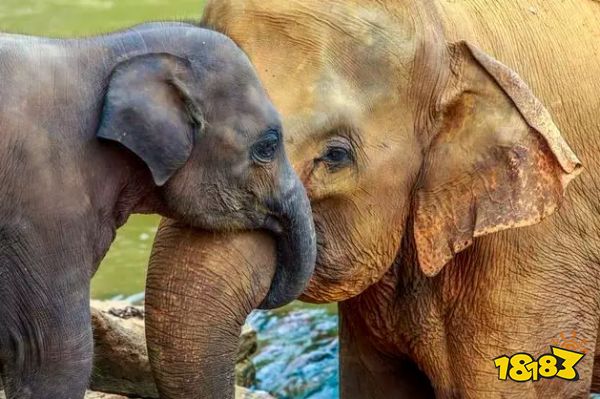 大象一般怀孕多久才能生下一个象宝宝 蚂蚁庄园答题攻略