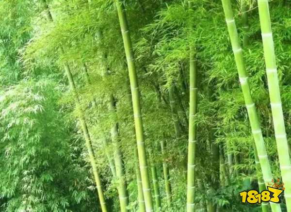 大熊猫爱吃的竹子实际上是什么 蚂蚁庄园5月10日答案_