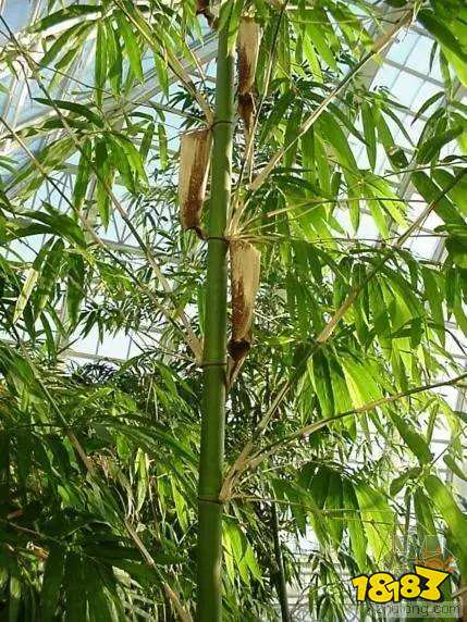 大熊猫爱吃的竹子实际上是什么 蚂蚁庄园小课堂竹子是草还是树？