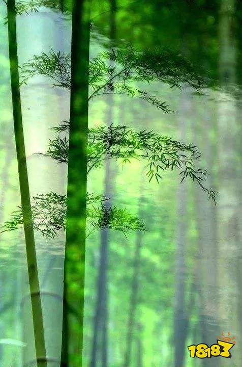 蚂蚁庄园小鸡今日问答知识科普:大熊猫爱吃的竹子实际上是什么到底是草还是树
