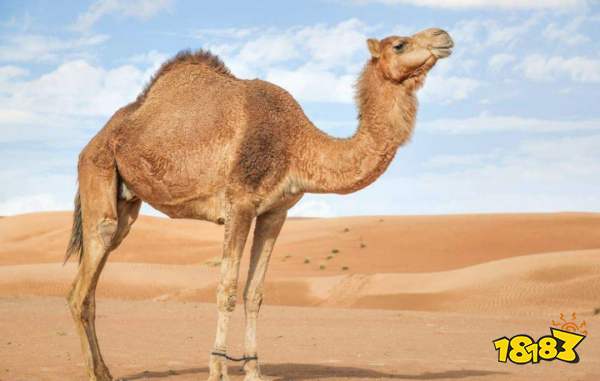 小鸡宝宝考考你,骆驼的驼峰里储存的主要是什么