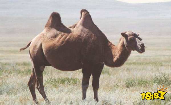 骆驼的驼峰里储存的主要是什么?