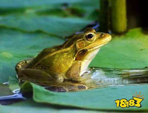夏季雨后蛙声一片 除了肺之外 青蛙还靠哪个器官来呼吸 181手游门户