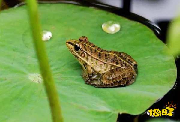 除了肺之外 青蛙还靠哪个器官来呼吸蚂蚁庄园5月22日今日答案 181手游门户