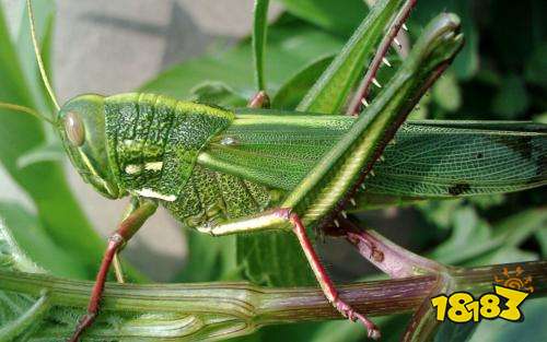 蝗虫集体出动时整整齐齐路线一致这是为了什么
