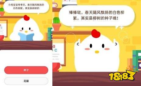 春天随风飘扬的白色柳絮