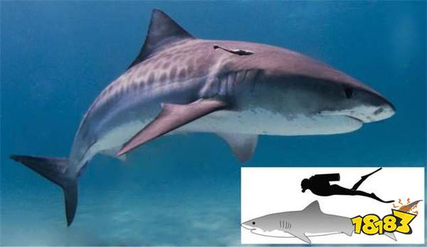 哪种动物一生都在换牙?真正的答案公布:不是鳄鱼而是鲨鱼
