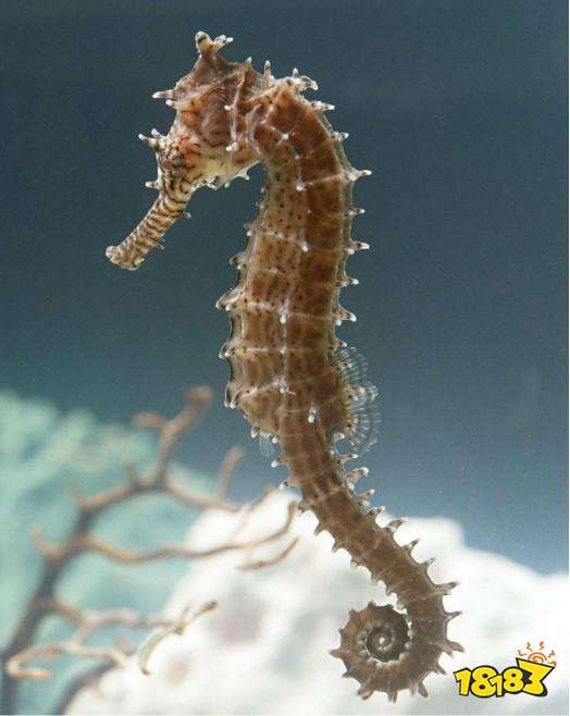 蚂蚁庄园6月2日答案以下哪种动物生活在海里属于真正的鱼