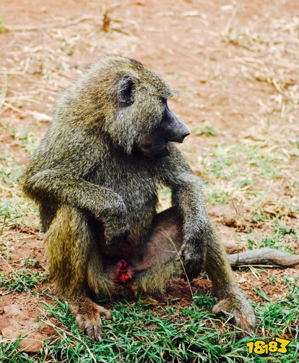 小鸡宝宝考考你以下哪种动物属于猴科动物蚂蚁庄园每日一题