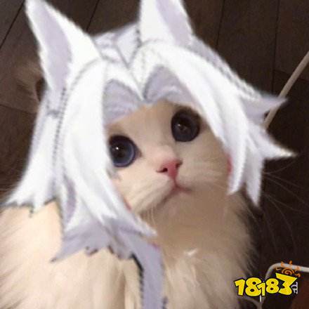 阴阳师猫咪接头头像大全式神kiwi猫咪头像分享