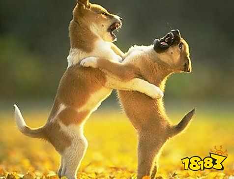 狗为啥总咬小孩 ce427d379527e1b843d020252f3524df.jpg@!18183