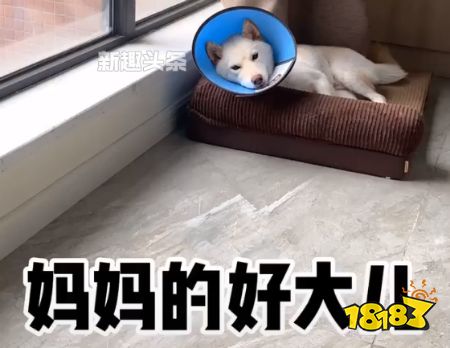 妈妈的好大儿什么梗