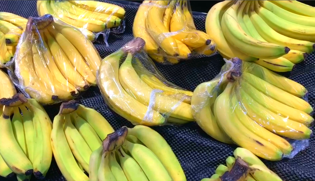 成熟的香蕉形状为什么大都是弯的？一起来了解香蕉的生长过程