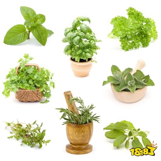 有什么实用的辨别植物的软件？辨别植物软件推荐