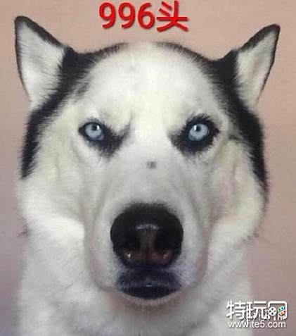 996头是什么梗 996头梗出处介绍_特玩网