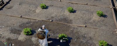 红色沙漠怎么获得大量野山 红色沙漠野山获得参方法一览